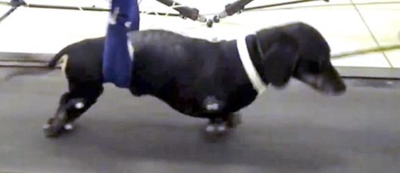 can paralyzed dog walk again