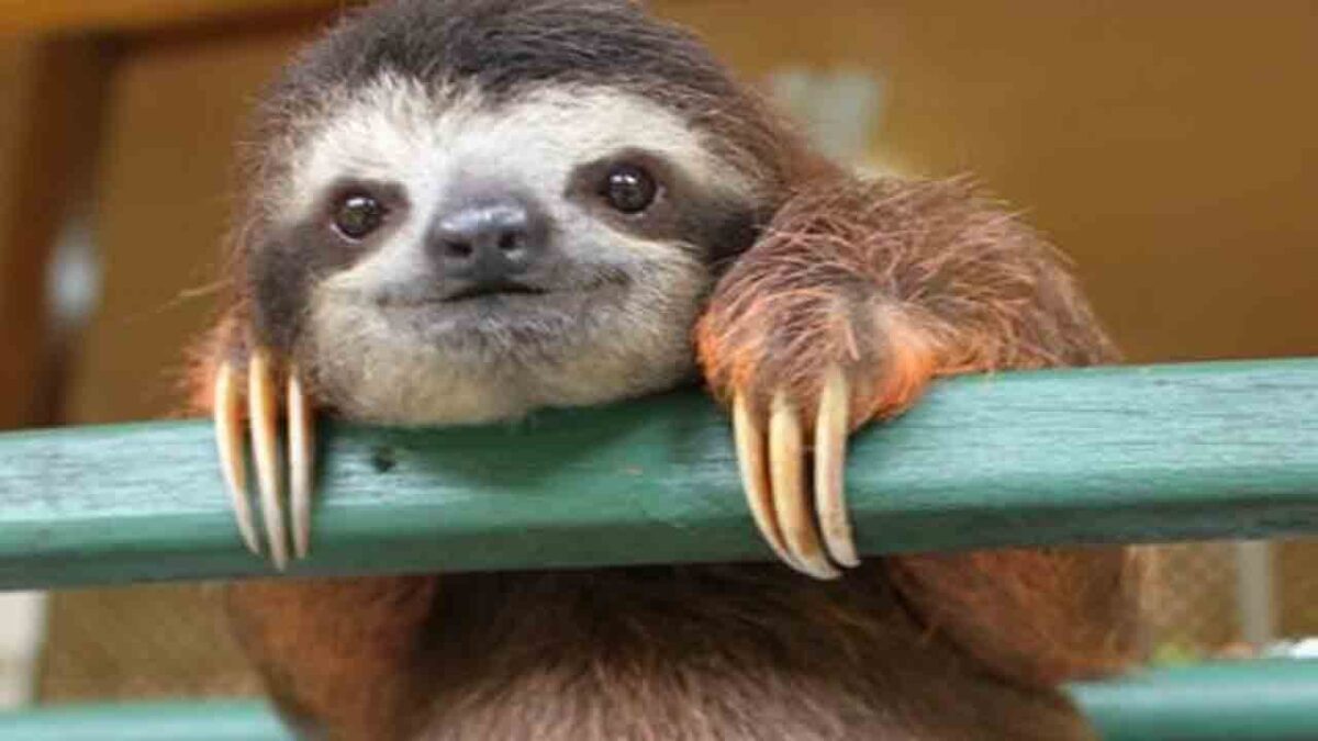 intelex sloth