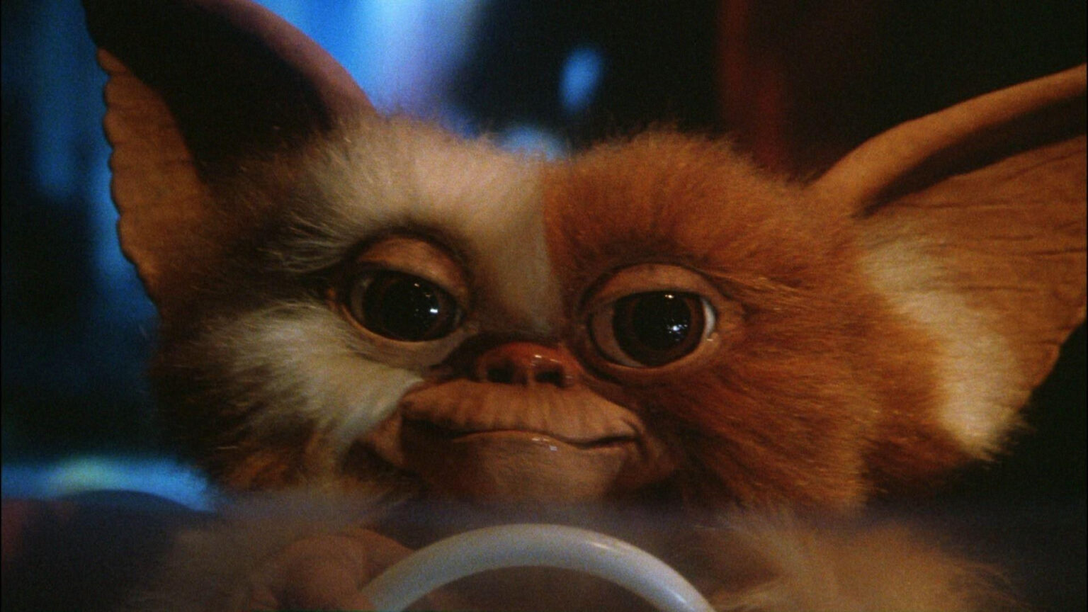 Gremlins 3 Will We Ever Get Another Gizmo Movie Giant Freakin Robot 