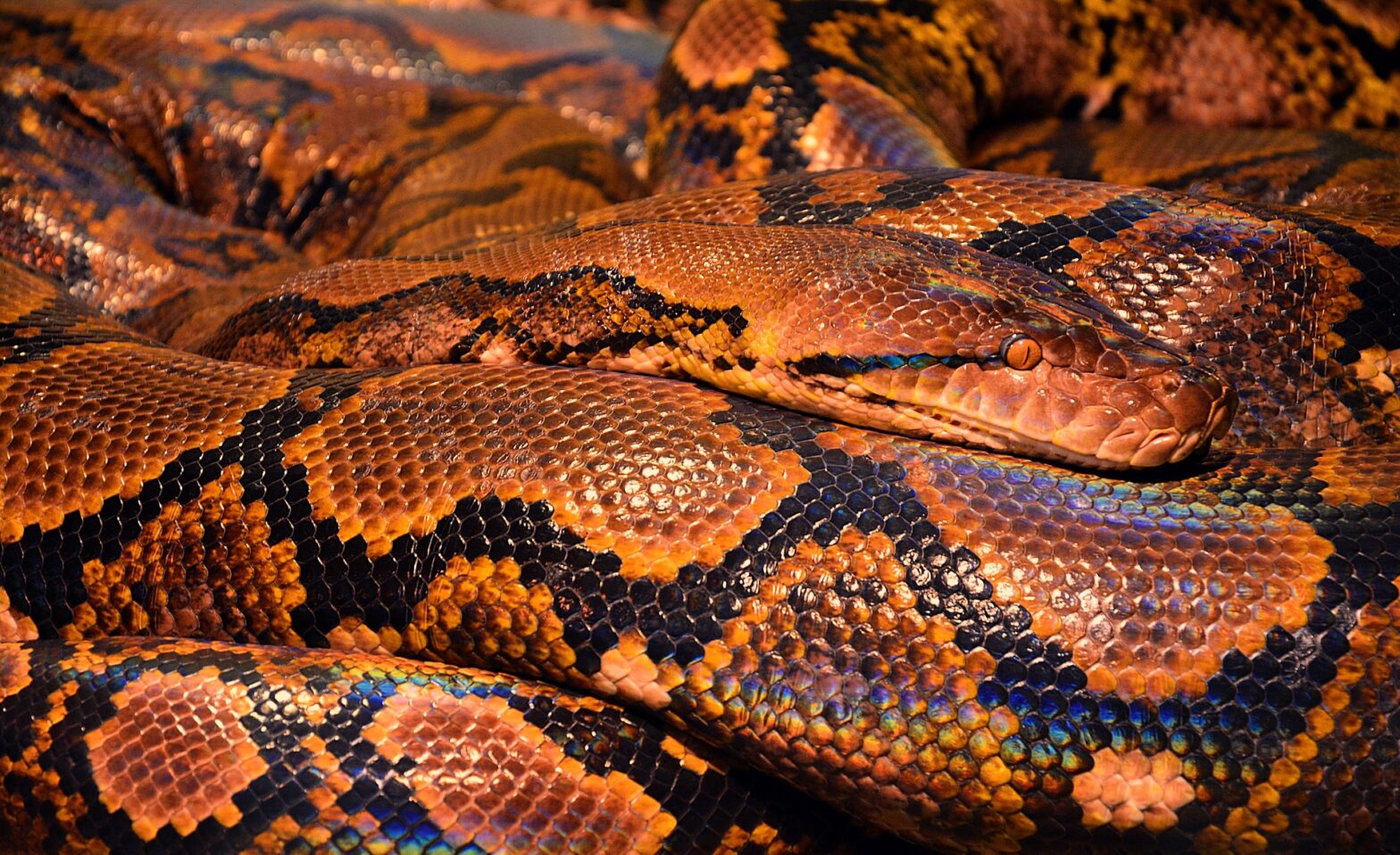 Giant Snakes Invade A Terrified Small Town