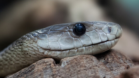 Huge Snake Emerges From The Ocean, See The Photos | GIANT FREAKIN ROBOT