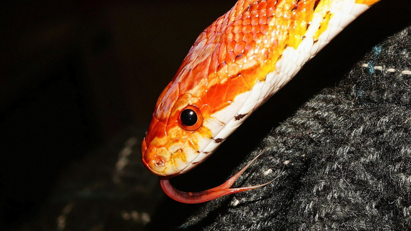 Bright Orange Snake Found Slithering On Train, See The Video | GIANT ...