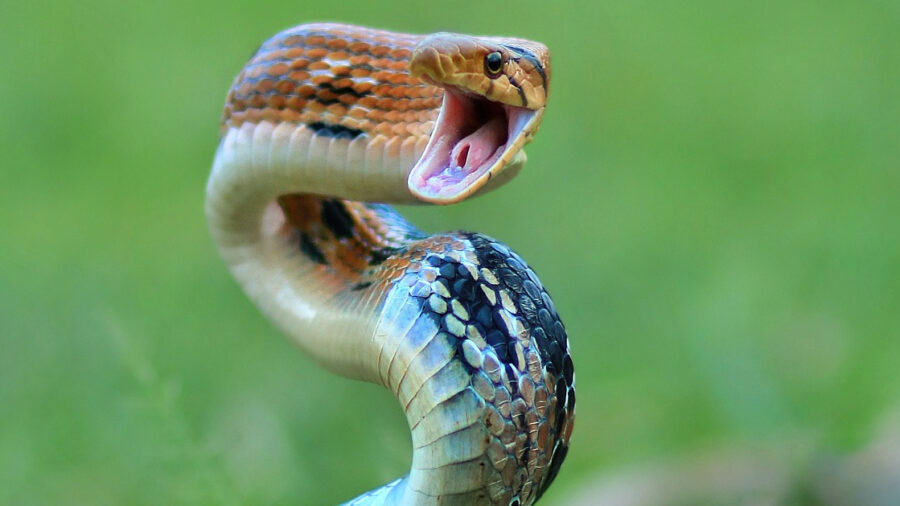snake face