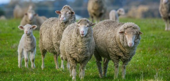 Creepy Video Of Sheep Has Scientists Baffled