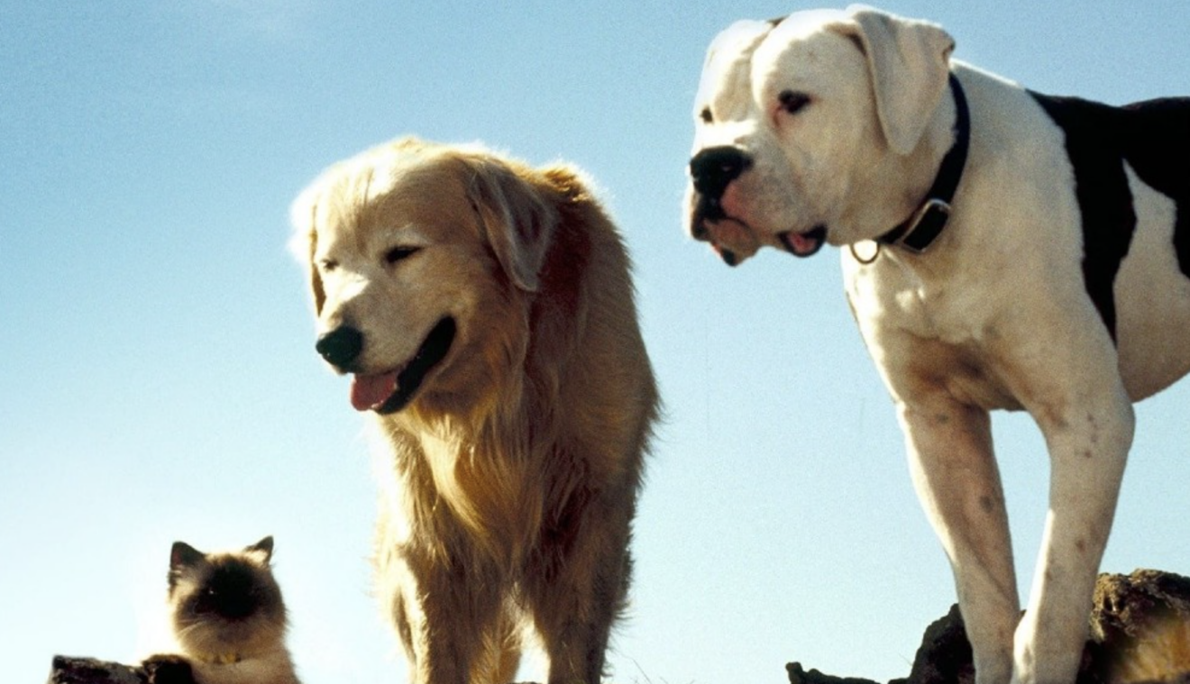 10 Best Movies For Pet Lovers   Screen Shot 2023 04 21 At 8.06.27 AM 1320x759 