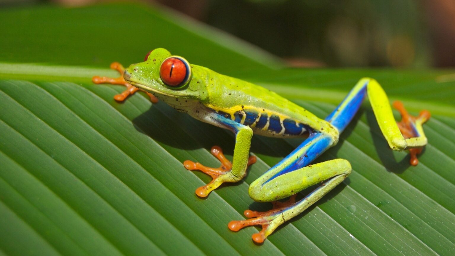 Scientists Say Amphibian Species Are Now Disappearing At An Alarming Rate