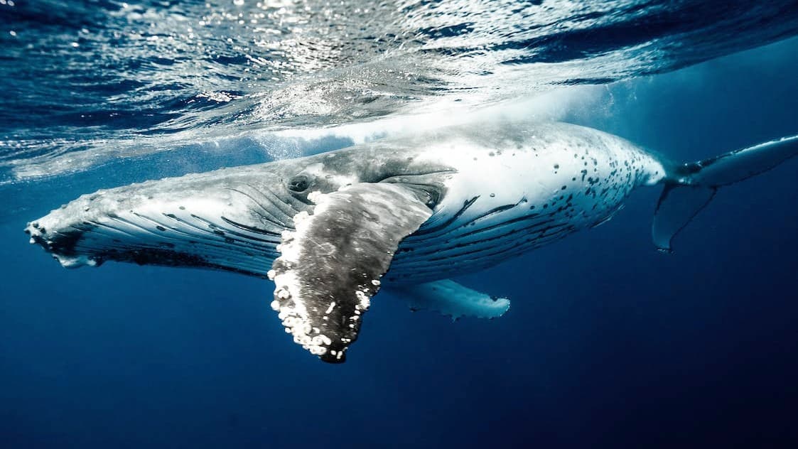 Bizarre Video Shows Whale Frozen In The Middle Of The Ocean | GIANT ...