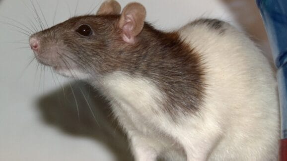 Rat Tickling Is Something That’s Actually Happening In Science | GIANT ...