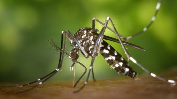 Mosquito Tracking Ability Revealed Through Infrared