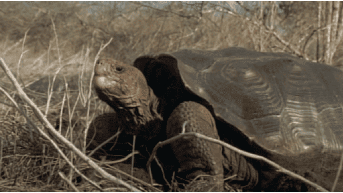 Stephen King Gets Ancient Turtle Species Named After His Iconic ...