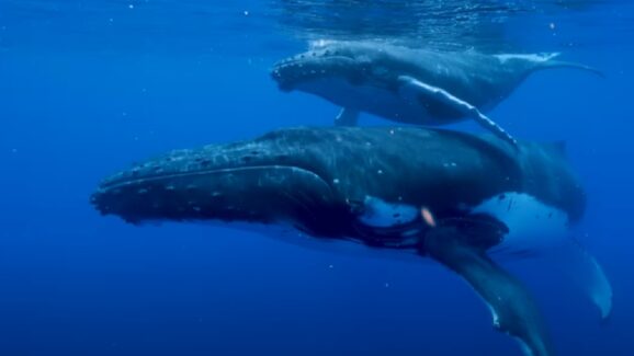 Whale Size Linked To Lack Of Cancer Cells?