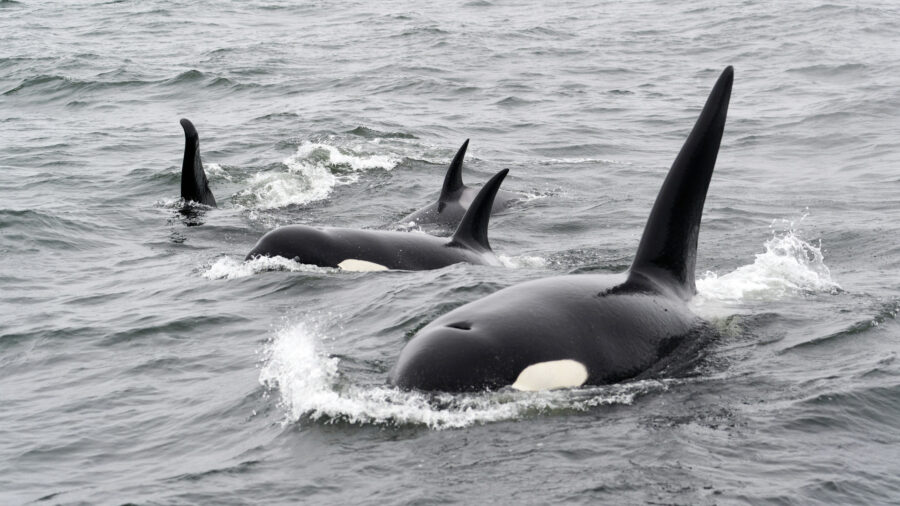 Orca pod