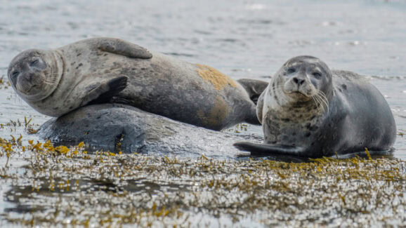 Seals Use Research Camera As Meal Ticket