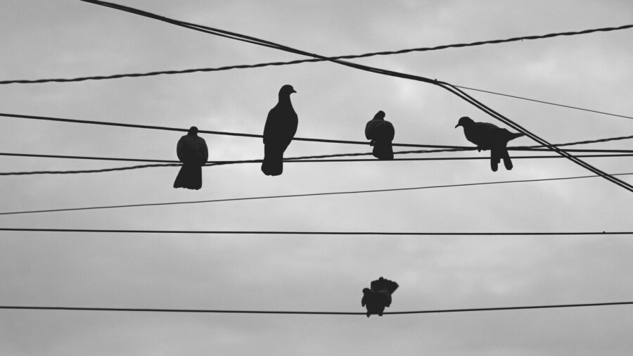 birds on power line 