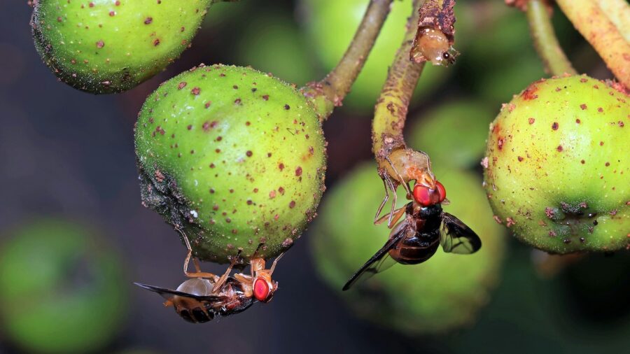 parasitic wasps