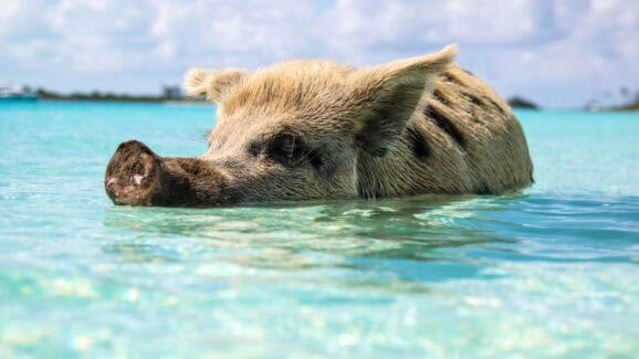 Pig-Faced Shark Shocks And Confuses Beachgoers