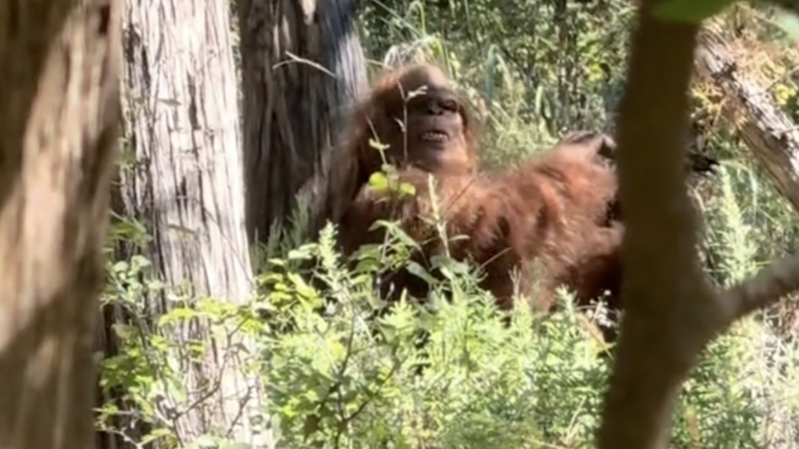 bigfoot video