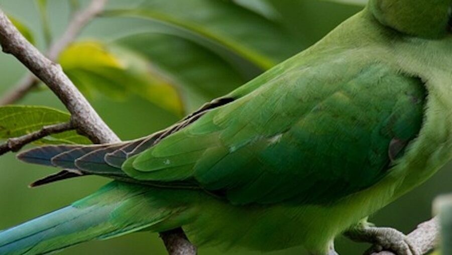 night parrot